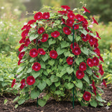 Pflanzenstütze Staudenstütze halbrund grau - Ø 38 cm - 100 cm hoch - aus 4mm kunststoffummantelten Draht - Für den Garten - Metall - Buschstütze - Staudenstütze - Pflanzbogen Staudenhalter Rankhilfe Pflanzenring