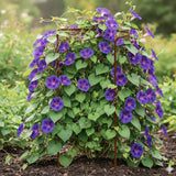 Pflanzenstütze Staudenstütze halbrund Edelrost - Ø 38 cm - 70 cm hoch aus 5mm unbehandeltem Stahldraht - Rost Roheisen Für den Garten - Metall - Buschstütze - Staudenstütze Pflanzbogen Staudenhalter Rankhilfe Pflanzenring