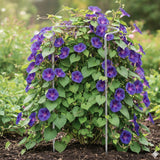 Edelstahl Pflanzenstütze Staudenstütze halbrund - Ø 38 cm - 70 cm hoch aus 4mm Edelstahl Draht - Für den Garten - Metal - Buschstütze - Staudenstütze - Pflanzbogen Staudenhalter Rankhilfe Pflanzenring