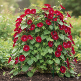Pflanzenstütze Staudenstütze halbrund grau - Ø 38 cm - 100 cm hoch - aus 4mm kunststoffummantelten Draht - Für den Garten - Metall - Buschstütze - Staudenstütze - Pflanzbogen Staudenhalter Rankhilfe Pflanzenring
